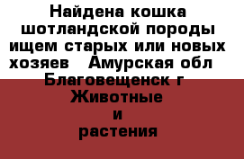 Найдена кошка шотландской породы,ищем старых или новых хозяев - Амурская обл., Благовещенск г. Животные и растения » Кошки   . Амурская обл.,Благовещенск г.